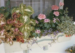 Moms (Julia (Judy) Kish Dorrough) Flowers